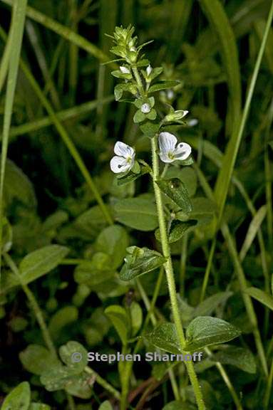 veronica serpylifolia ssp humifusa 6 graphic